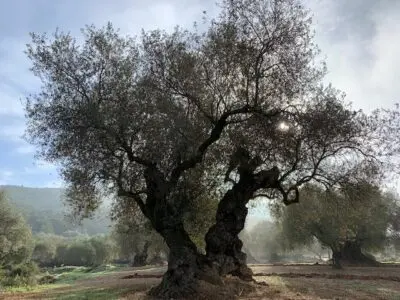 Cata de aceite con escapada gastronómica