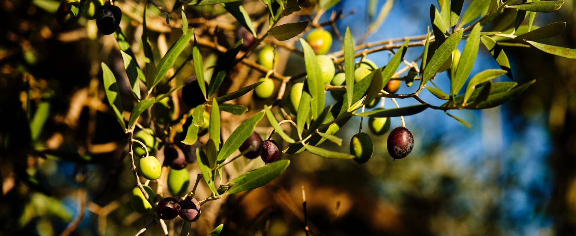 The Olive Oil and Millenary Olive Trees Route