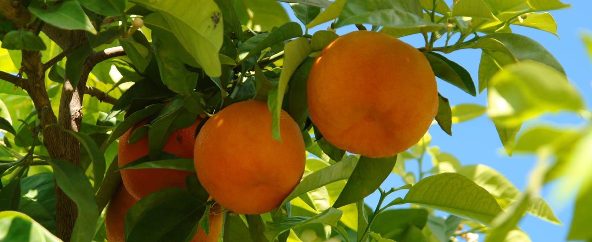 Orange route