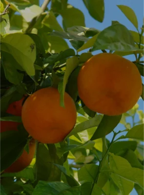 Orange route