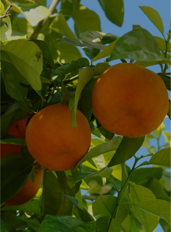 Orange route