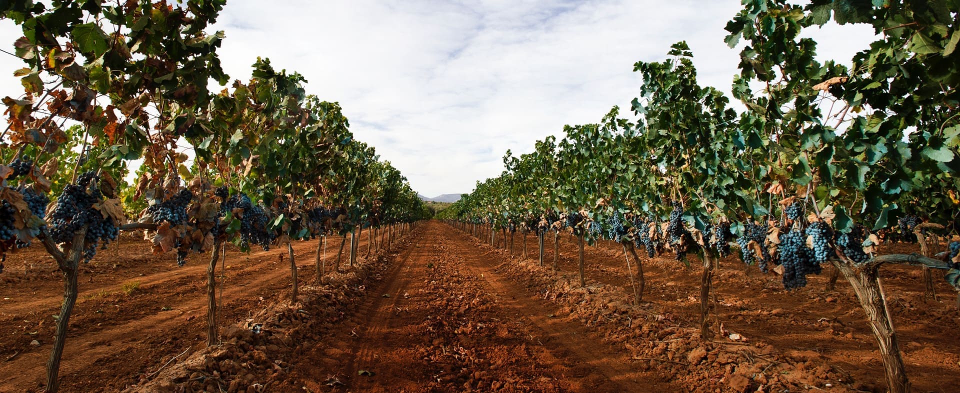 Castellón Wine Route