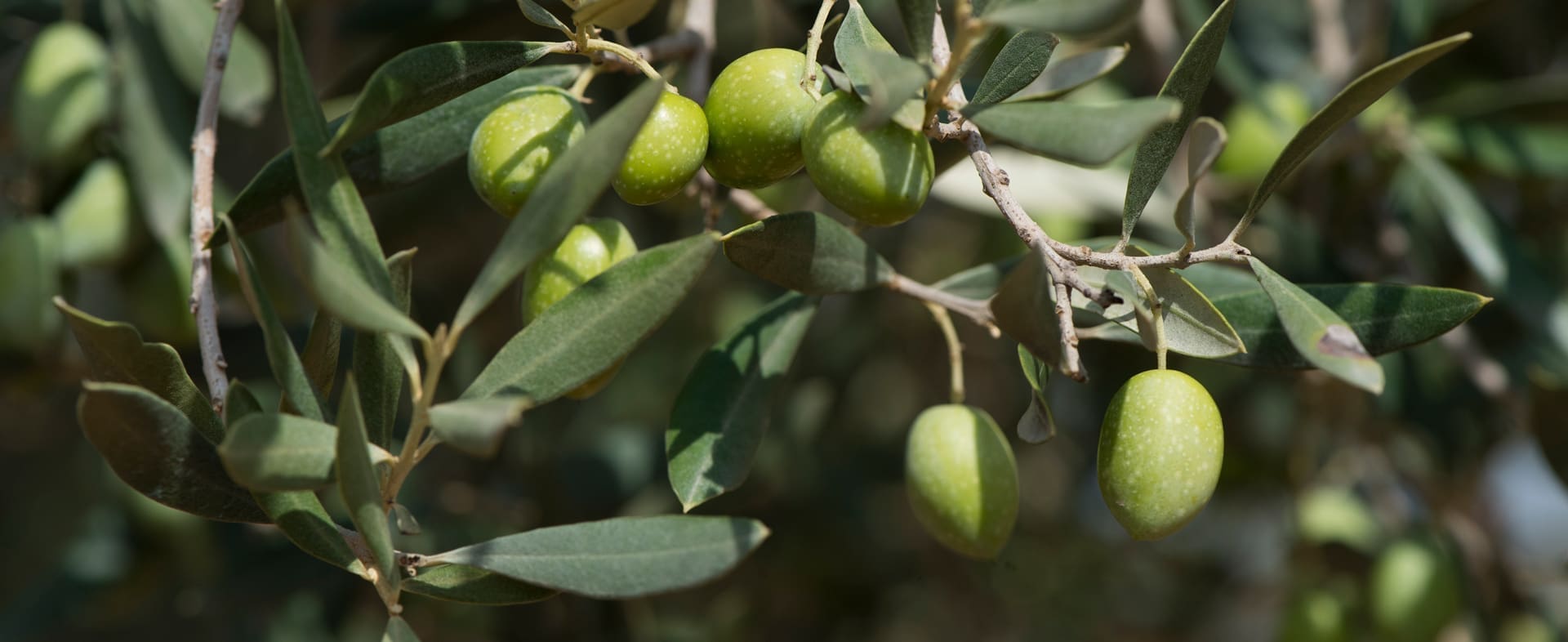 The Olive Oil and Millenary Olive Trees Route