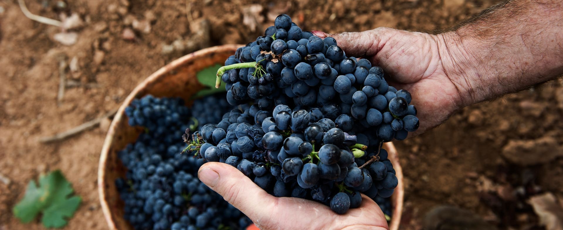 Castellón Wine Route