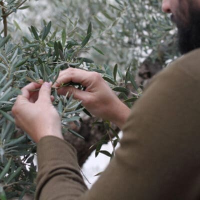 Parrainer un olivier