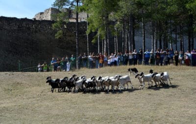 Livestock and agricultural fair of Morella