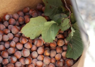 Hazelnut Month