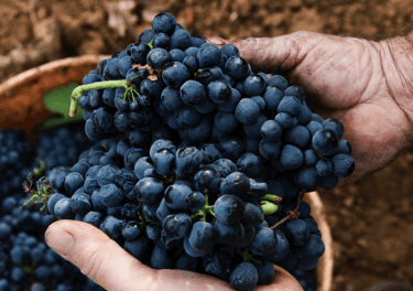 Tapas and wine route