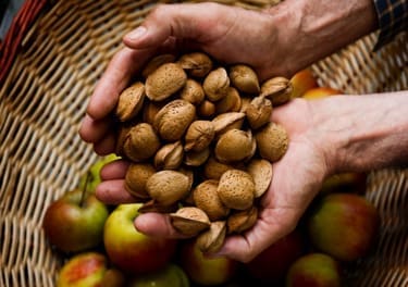 Almond Fair